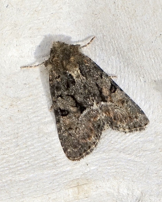 tawny marbled minor